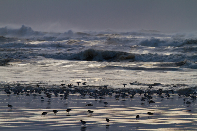 Sanderling And Dunlin In Surf